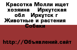 Красотка Молли ищет хозяина. - Иркутская обл., Иркутск г. Животные и растения » Собаки   